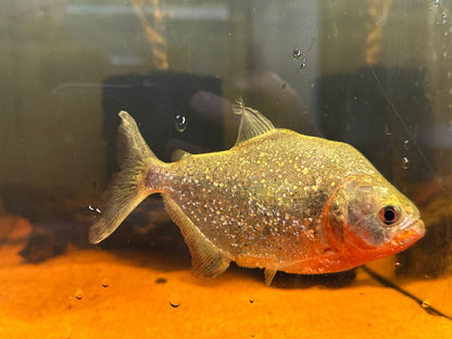 Sanchezi Piranha (3”)