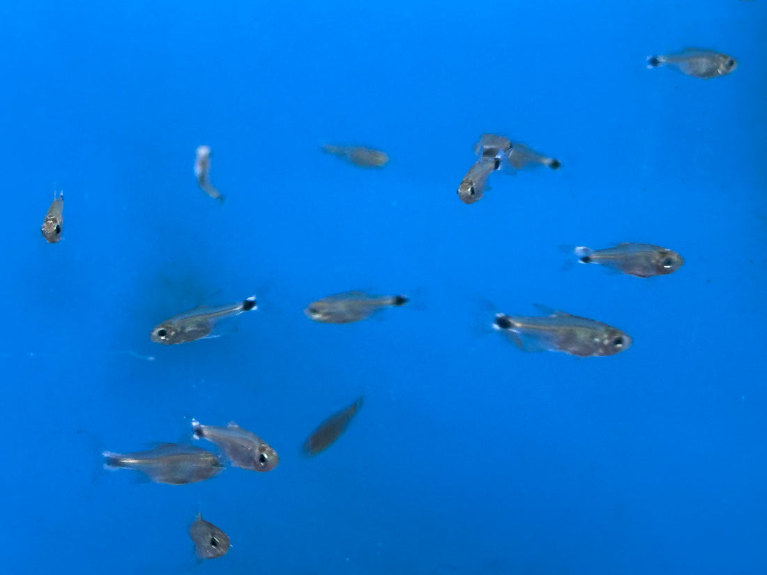 Auro Tetra (0.5”)