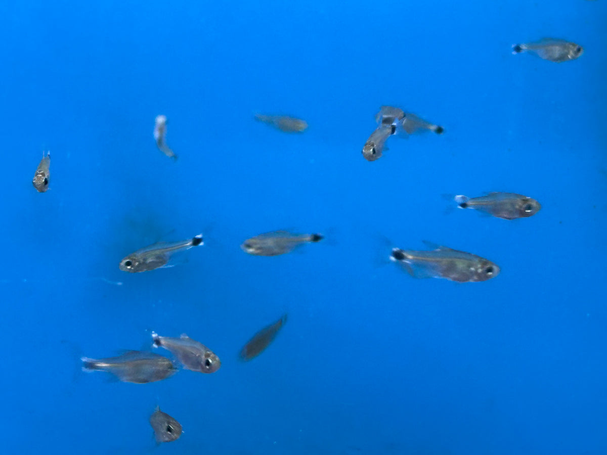 Auro Tetra (0.5”)