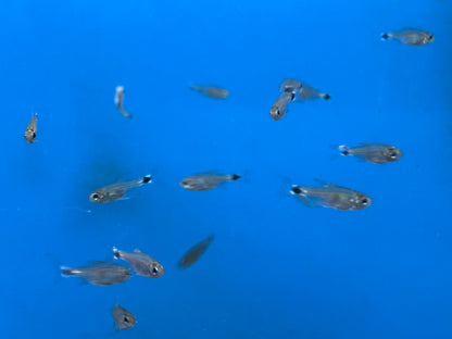 Auro Tetra (0.5”)