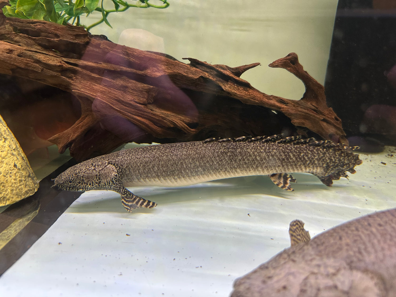 XL Ornate Polypterus (15-16”+)