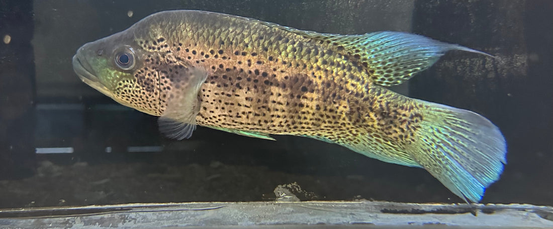 XL Dovii Cichlid (11-12”)