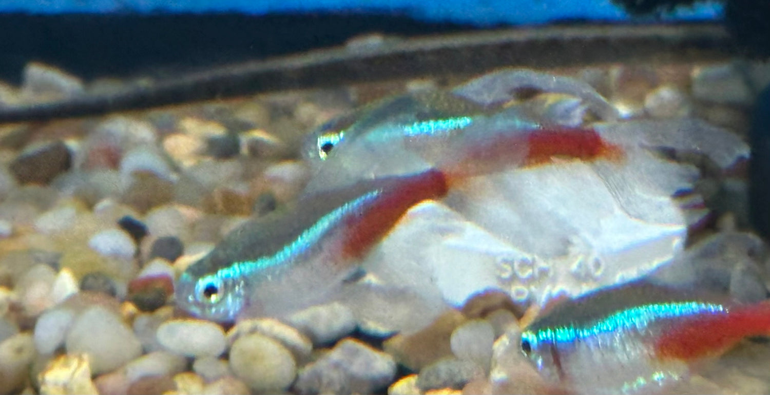 Longfin Neon Tetra (1.25”+)