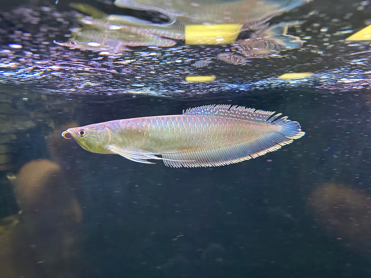 Black Arowana (9”)