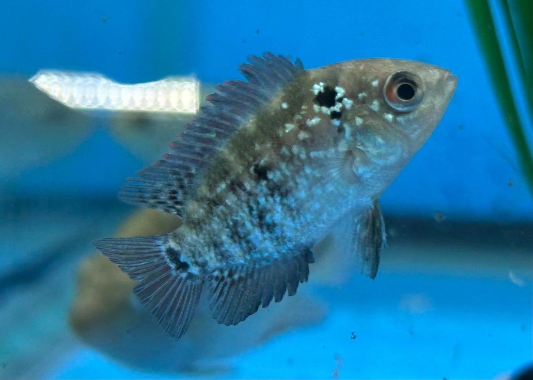Baby Flowerhorn (1.5-2.5”)