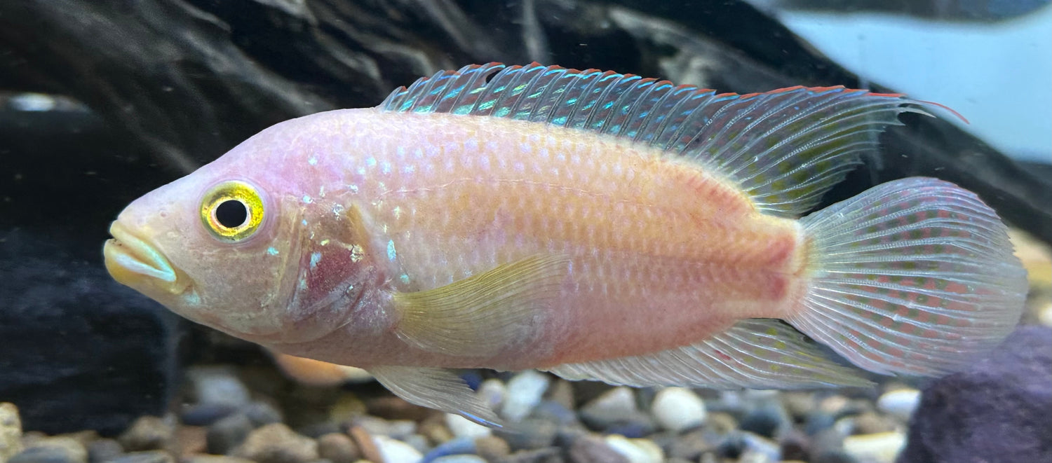 Large Pink Jack Dempsey (4.5-5.5”)