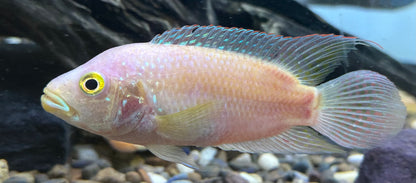 Large Pink Jack Dempsey (4.5-5.5”)