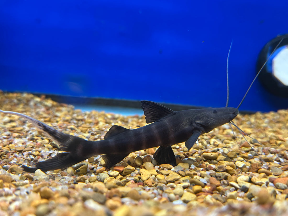 Juruense Catfish (4-5”)