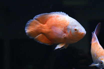 LARGE Chili Oscar (7.5-8”)