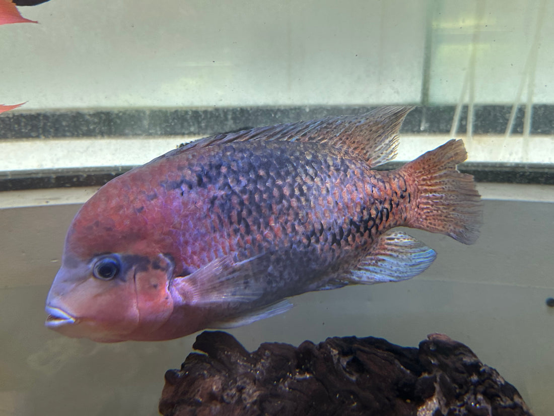 Jumbo Melanurus Vieja Cichlid (10”+)