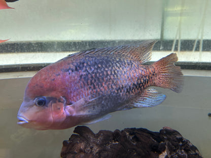 Jumbo Melanurus Vieja Cichlid (10”+)
