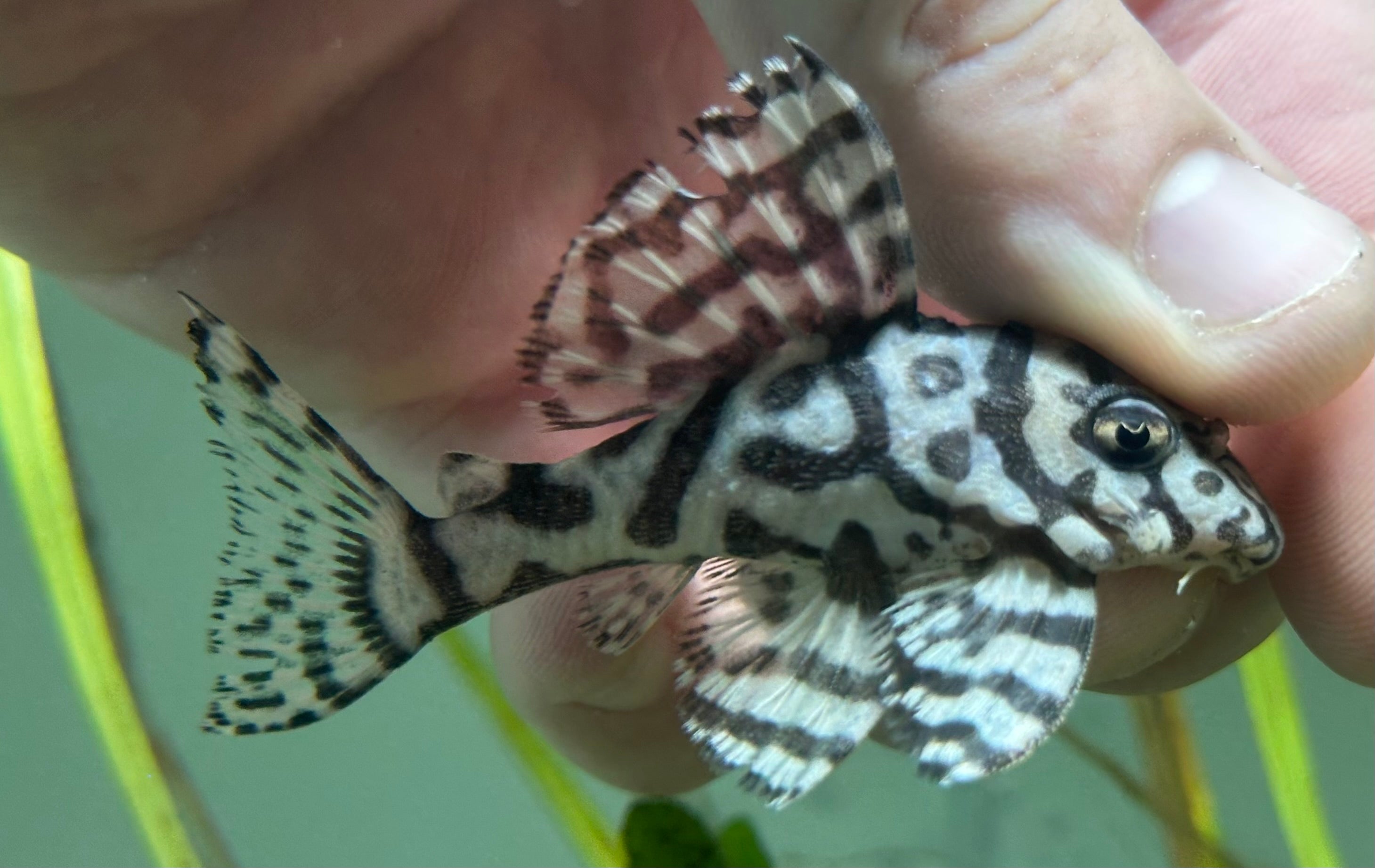 LARGE L236 Super White Pleco (2.75-3”)