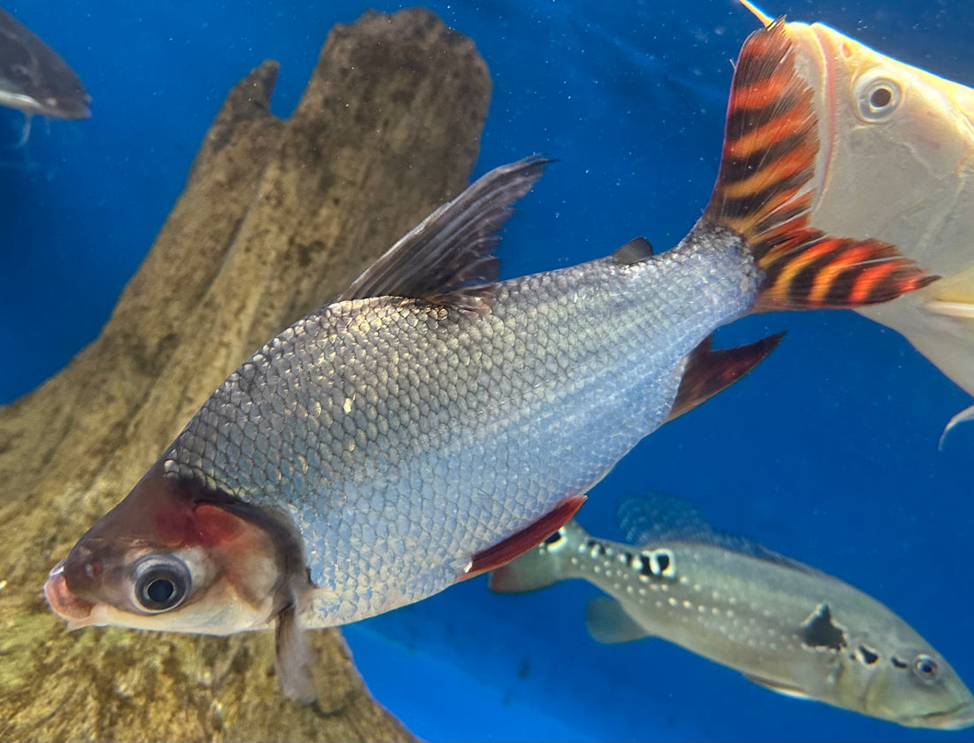 Jumbo Flagtail Prochilodus (10”+)