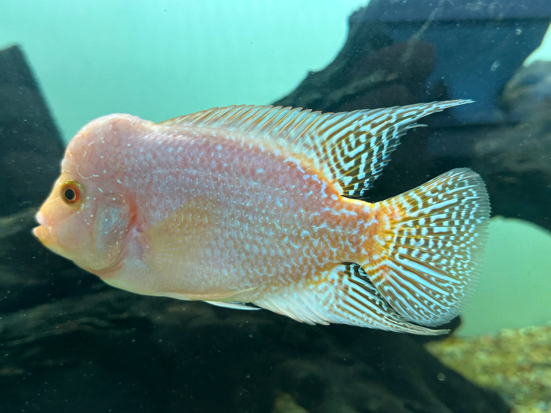 Fader Flowerhorn (5”)