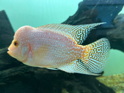 Fader Flowerhorn (5”)