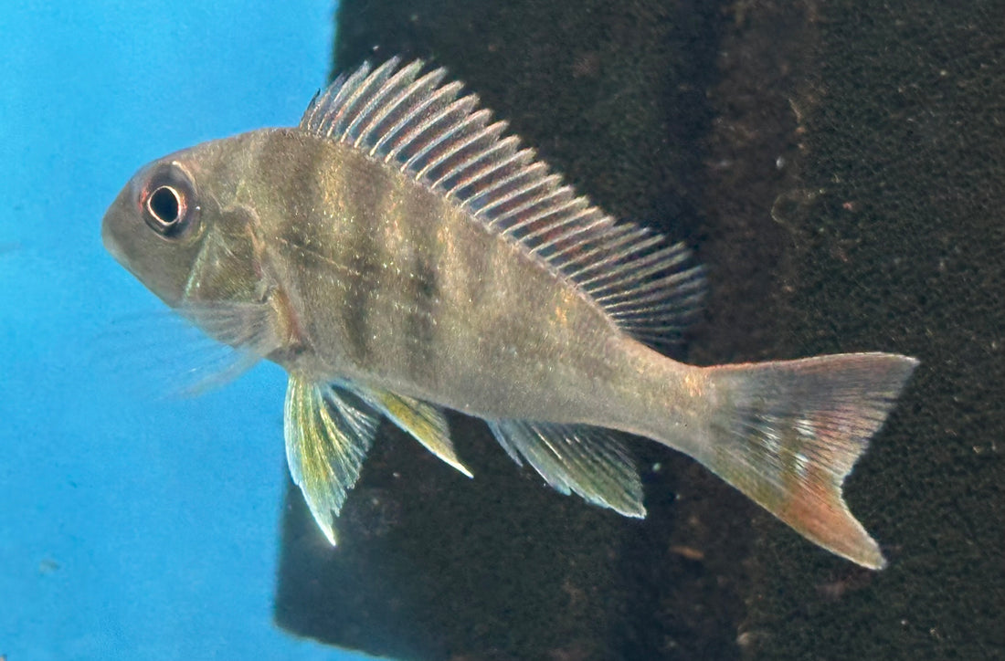 Surinamensis Geophagus Cichlid (1.75-2”)