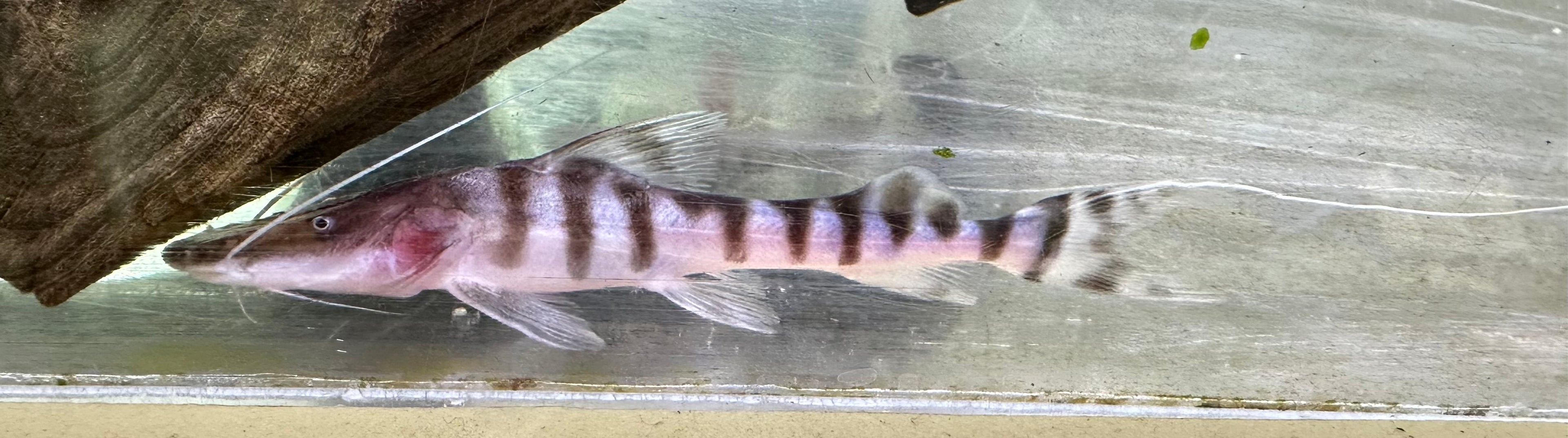 Tigrinus Catfish (3”)