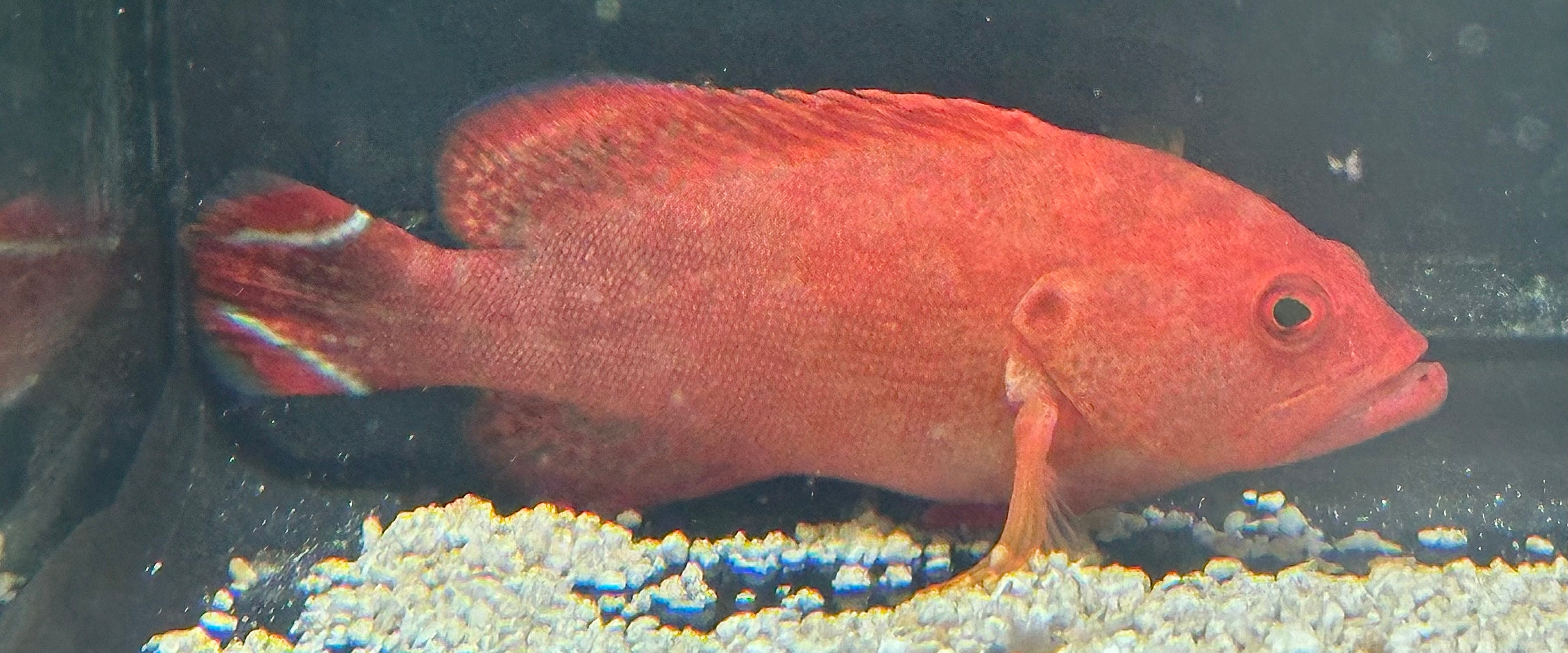 V Tail Red Grouper (3-3.5”)