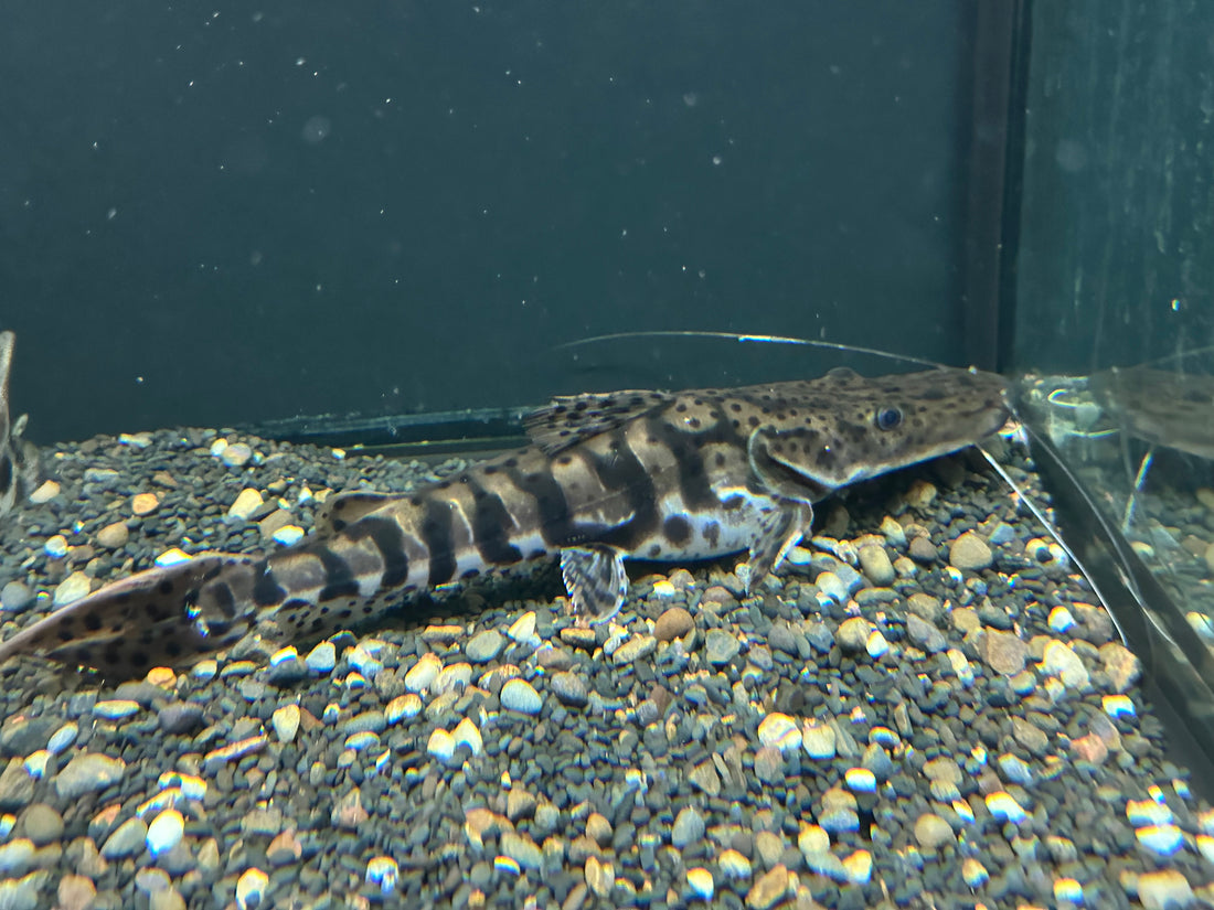 Tiger Shovelnose Catfish (9-10”)