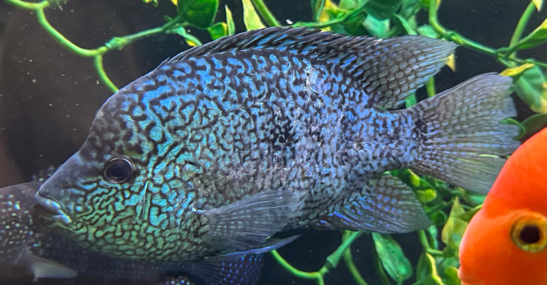 Jumbo Carpintis Cichlid (8-9”)