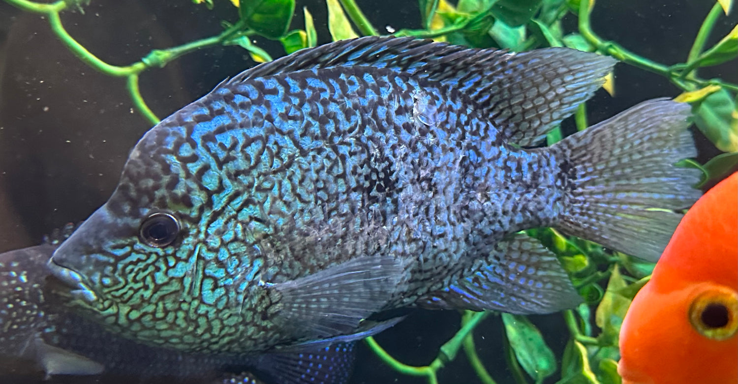 Jumbo Carpintis Cichlid (8-9”)