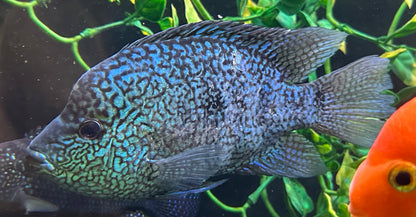 Jumbo Carpintis Cichlid (8-9”)
