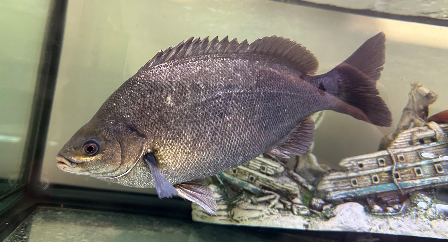 Jumbo Jade Perch (12”)