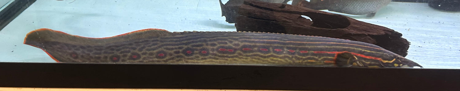 Jumbo Fire Eel (25-26”+)