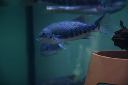 Tuba Cichlid (7”)