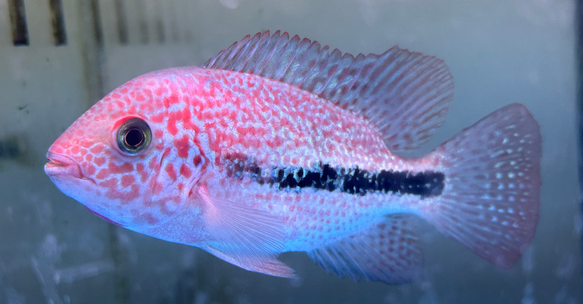 Red Spotted Guttulatus Vieja Cichlid (4-4.5”)
