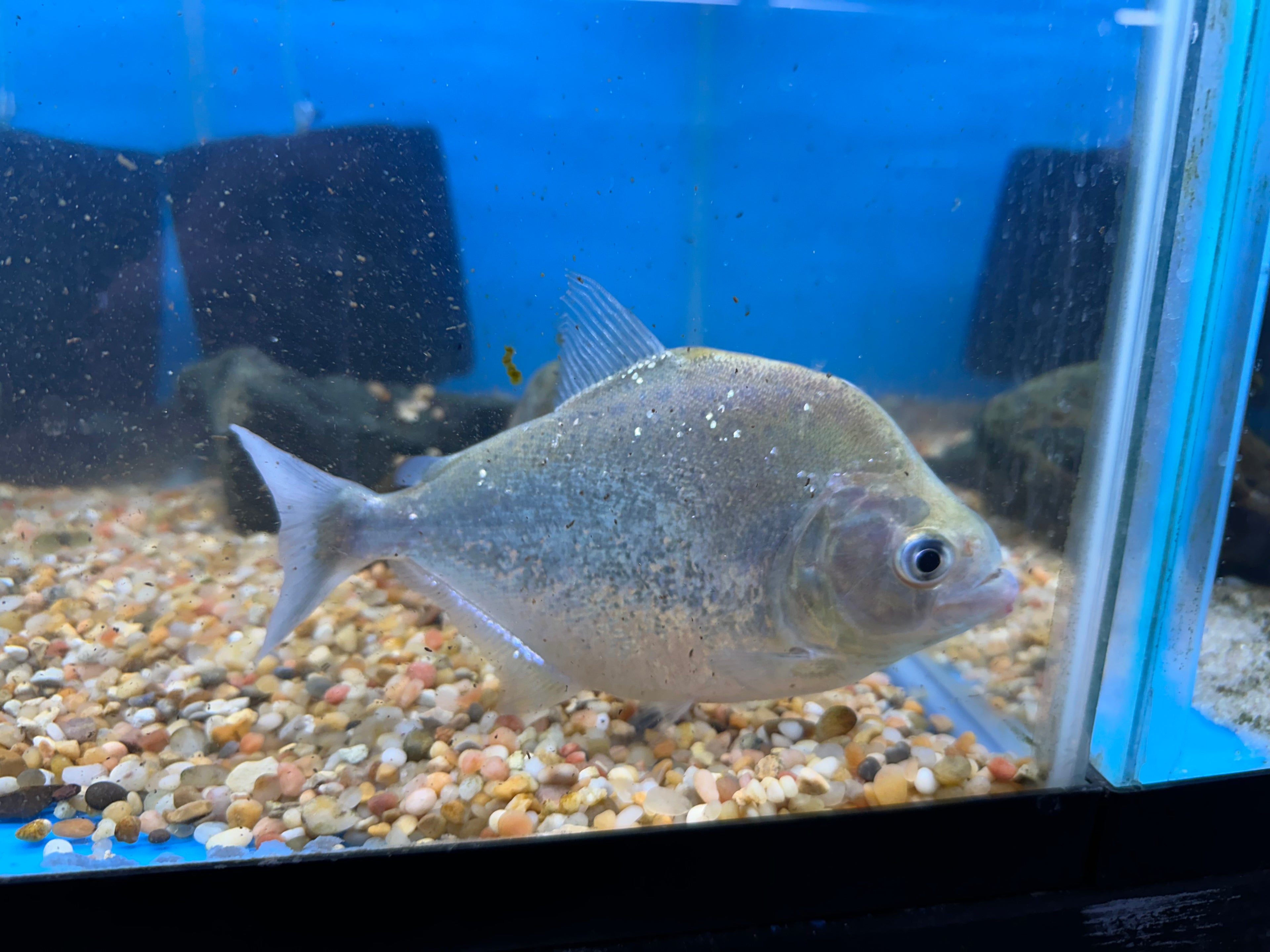 Diamond Rhom Piranha (5-6”)