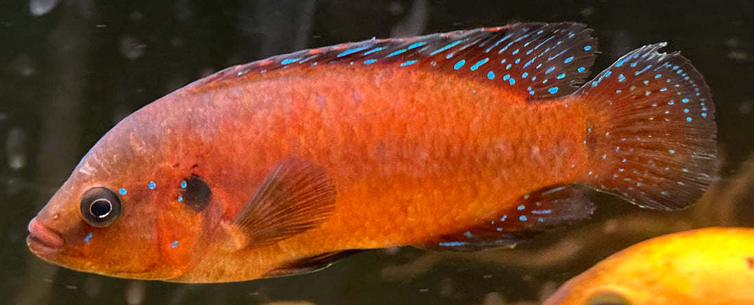 Turkana Jewel Cichlid (3”)