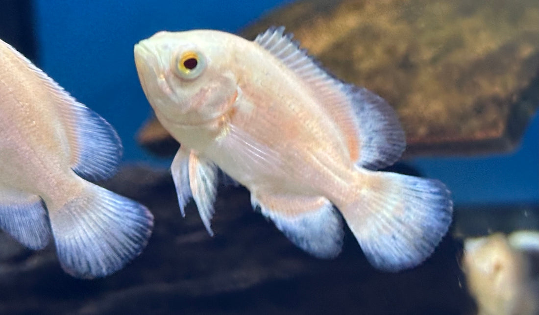 Albino Red Oscar (1.75-2”)