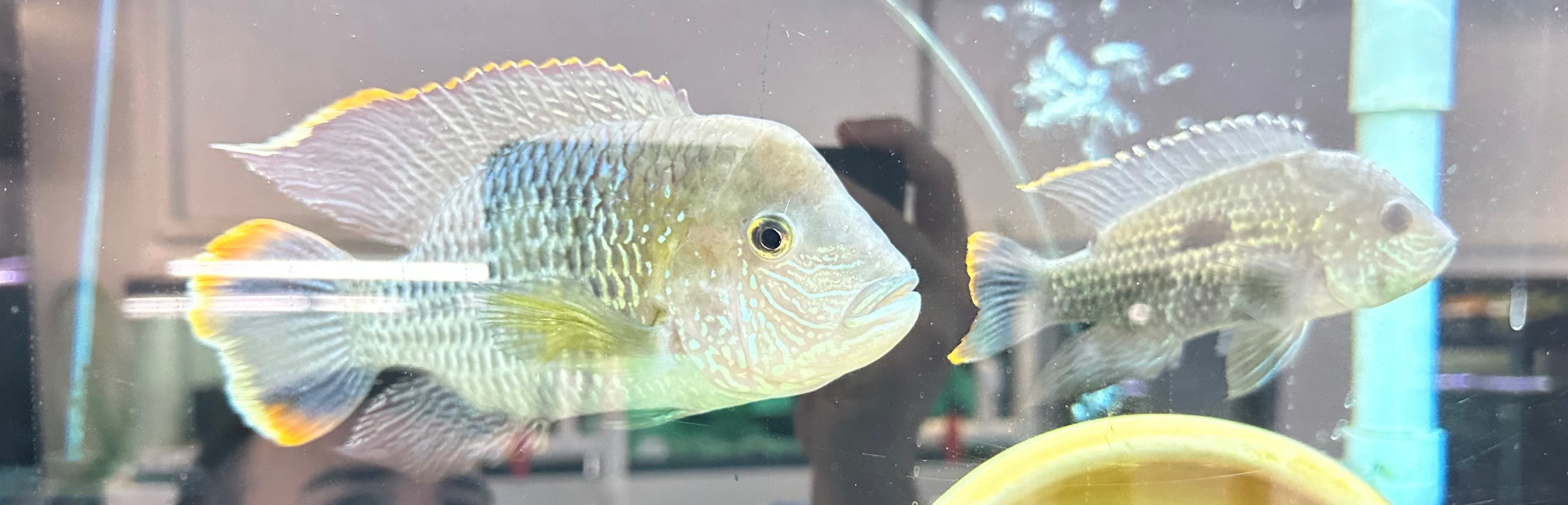 LARGE Green Terror Cichlid Breeding Pair (5-7”)