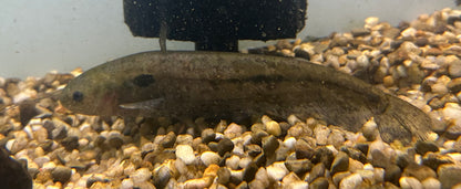 Ompok Pabo Catfish (7”)