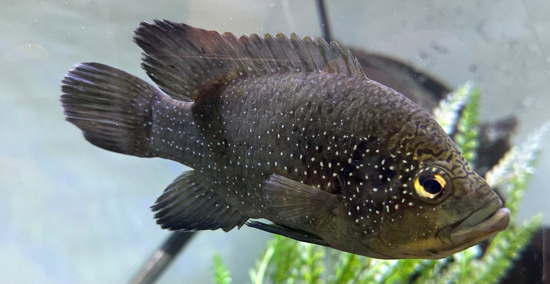 Large Polleni Cichlid (6-6.5”)