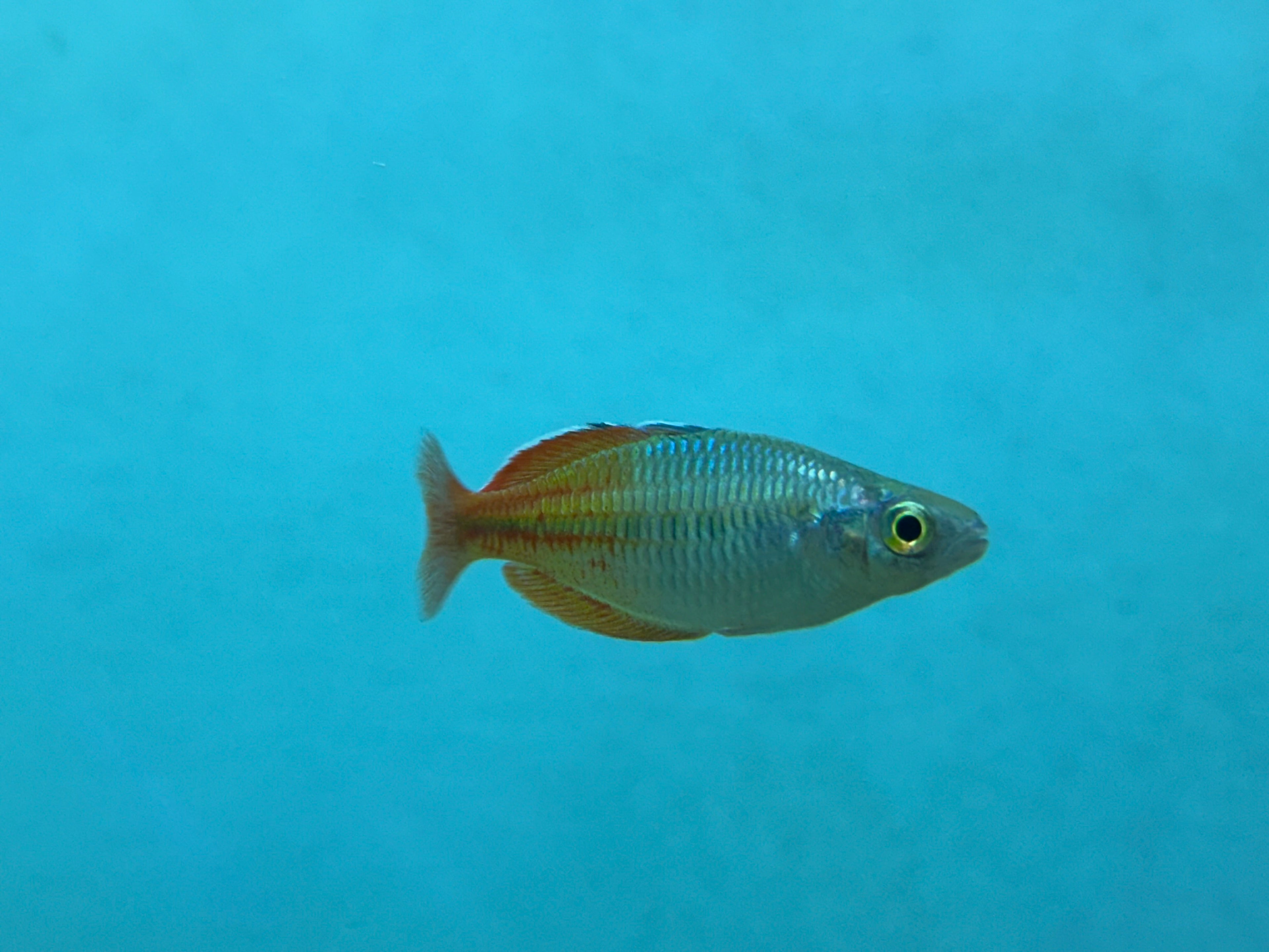 Bosemani Rainbow (2-2.5”)