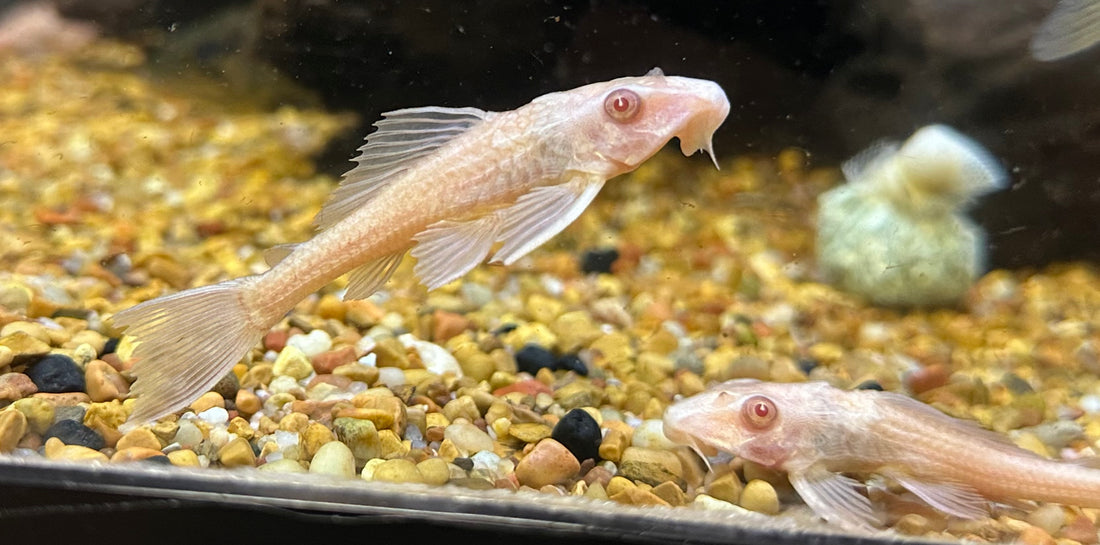 Albino Common Pleco (2.5-3”)
