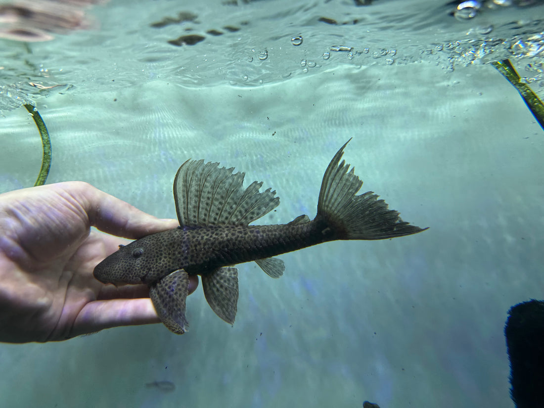 LARGE Colombian Common Pleco (7”)
