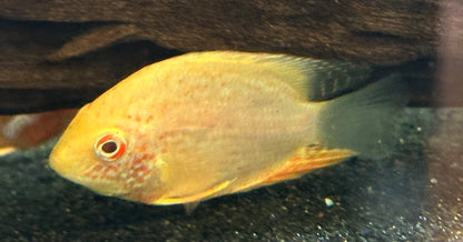 Red Severum (2”)