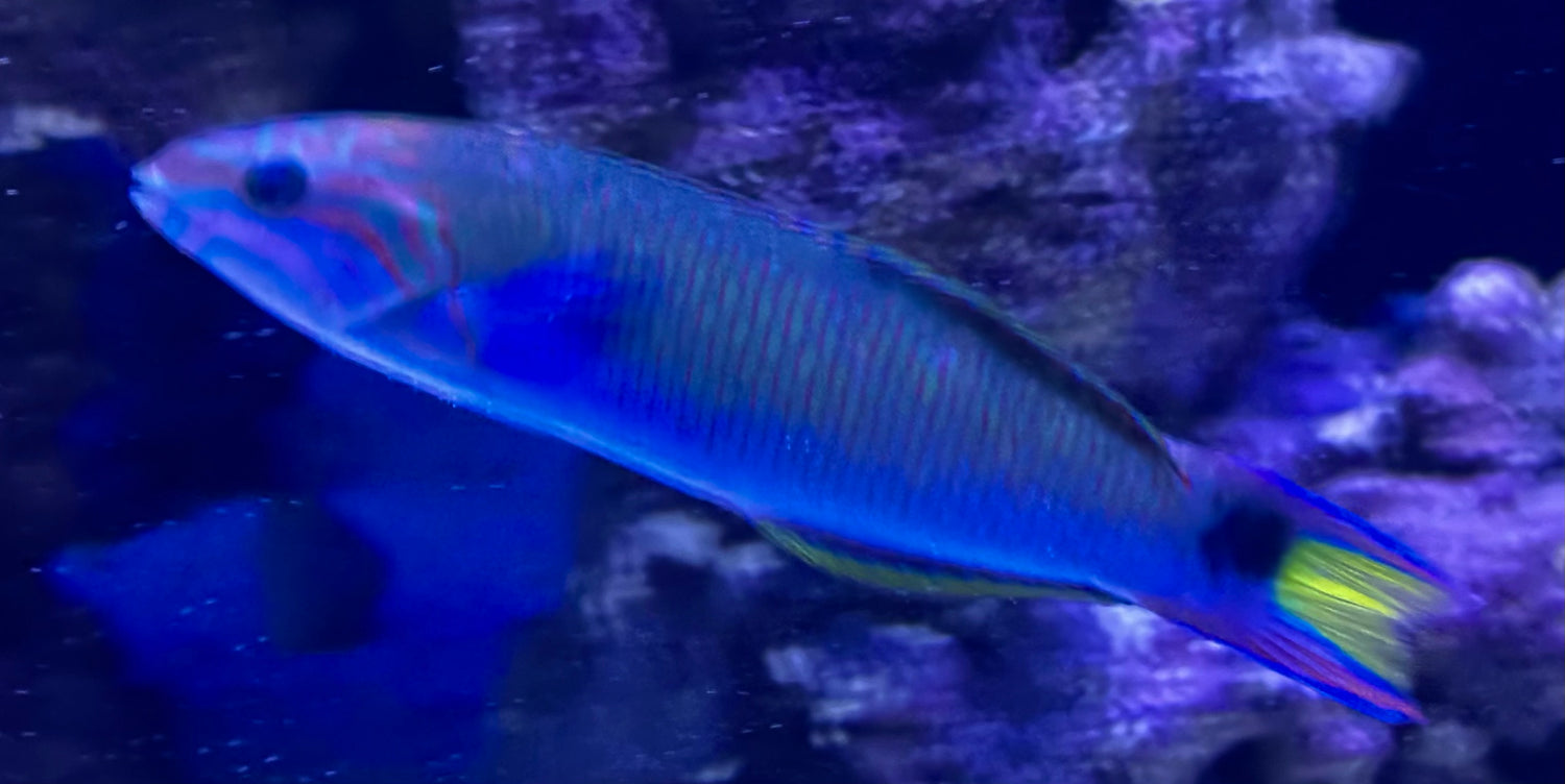 Moon Wrasse (5.5-6”)