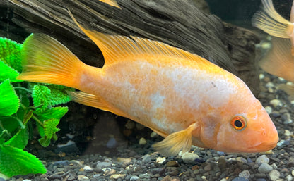 Creamsickle Midas Cichlid (6-7”)