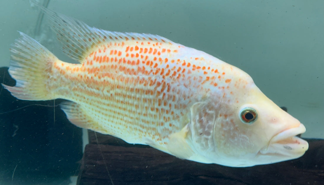 XL Red Dovii (10-11”)