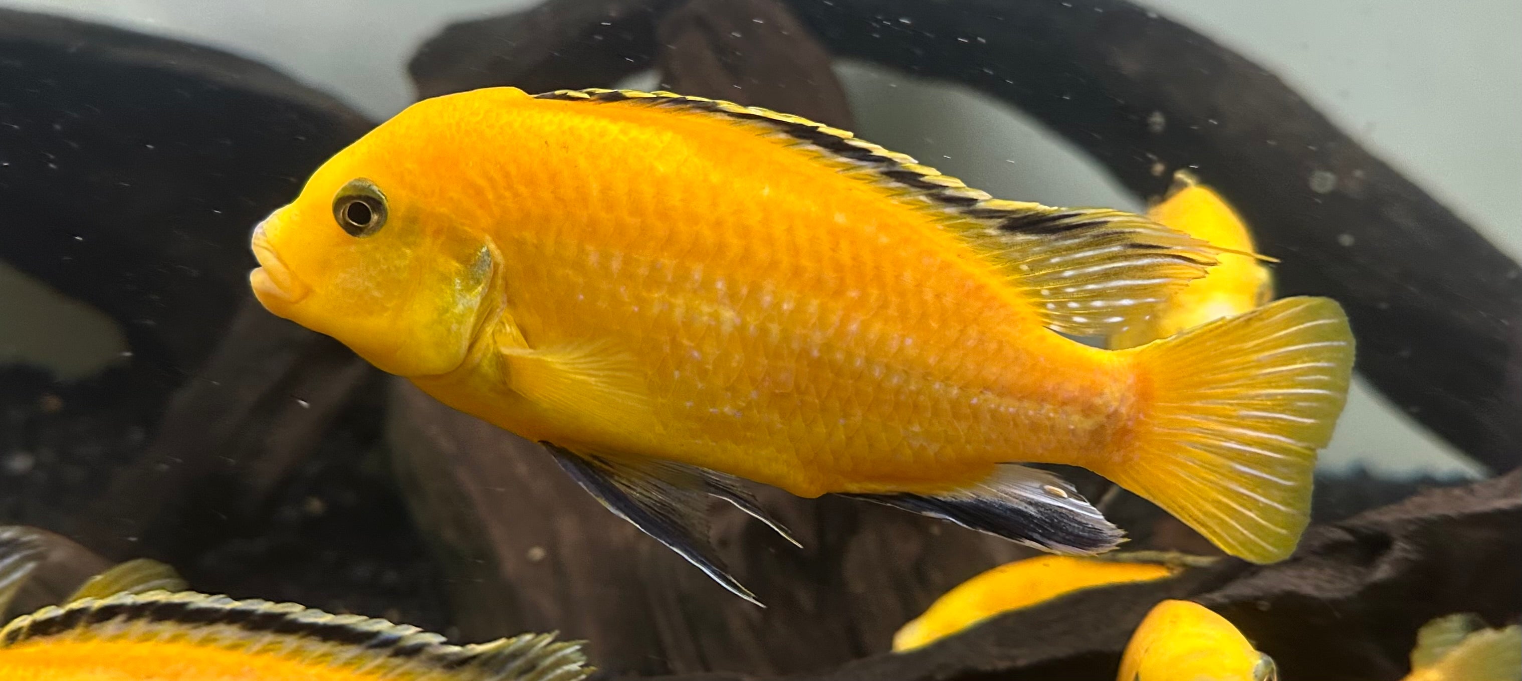 XL Yellow Lab Cichlid (5”+)