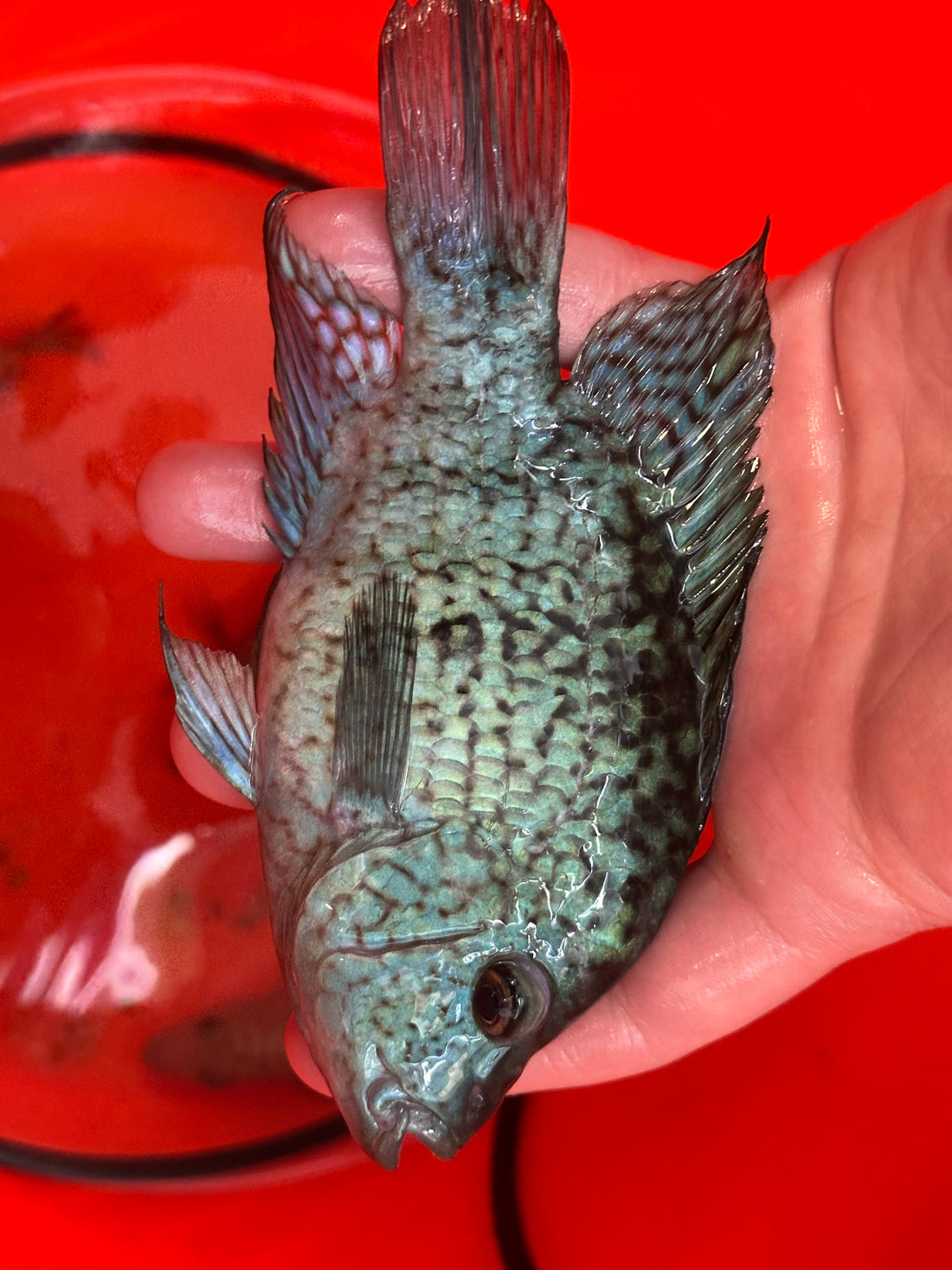 Carpintis Cichlid (5”)