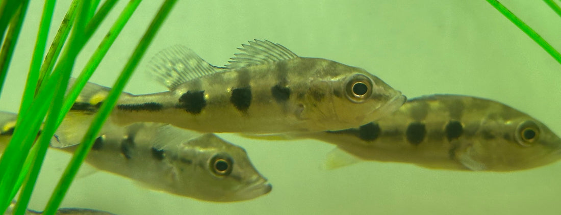 Ocellaris Peacock Bass (3.5”)
