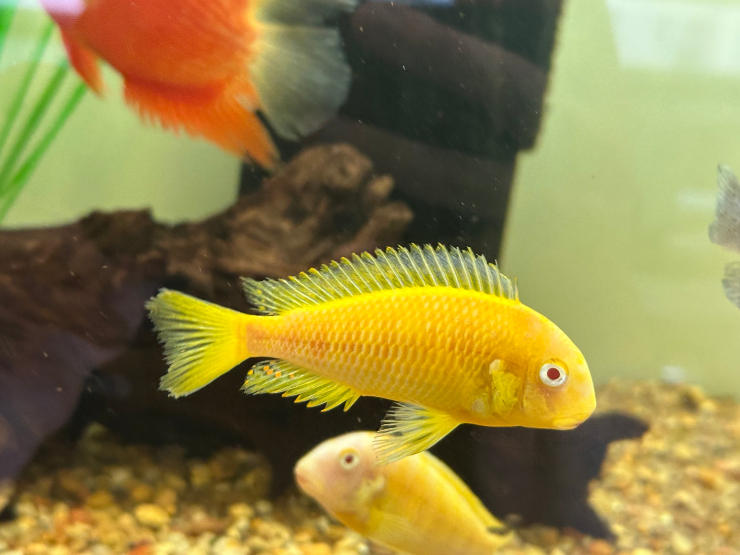 Large Albino Kipili Tropheus (3.5-4”)