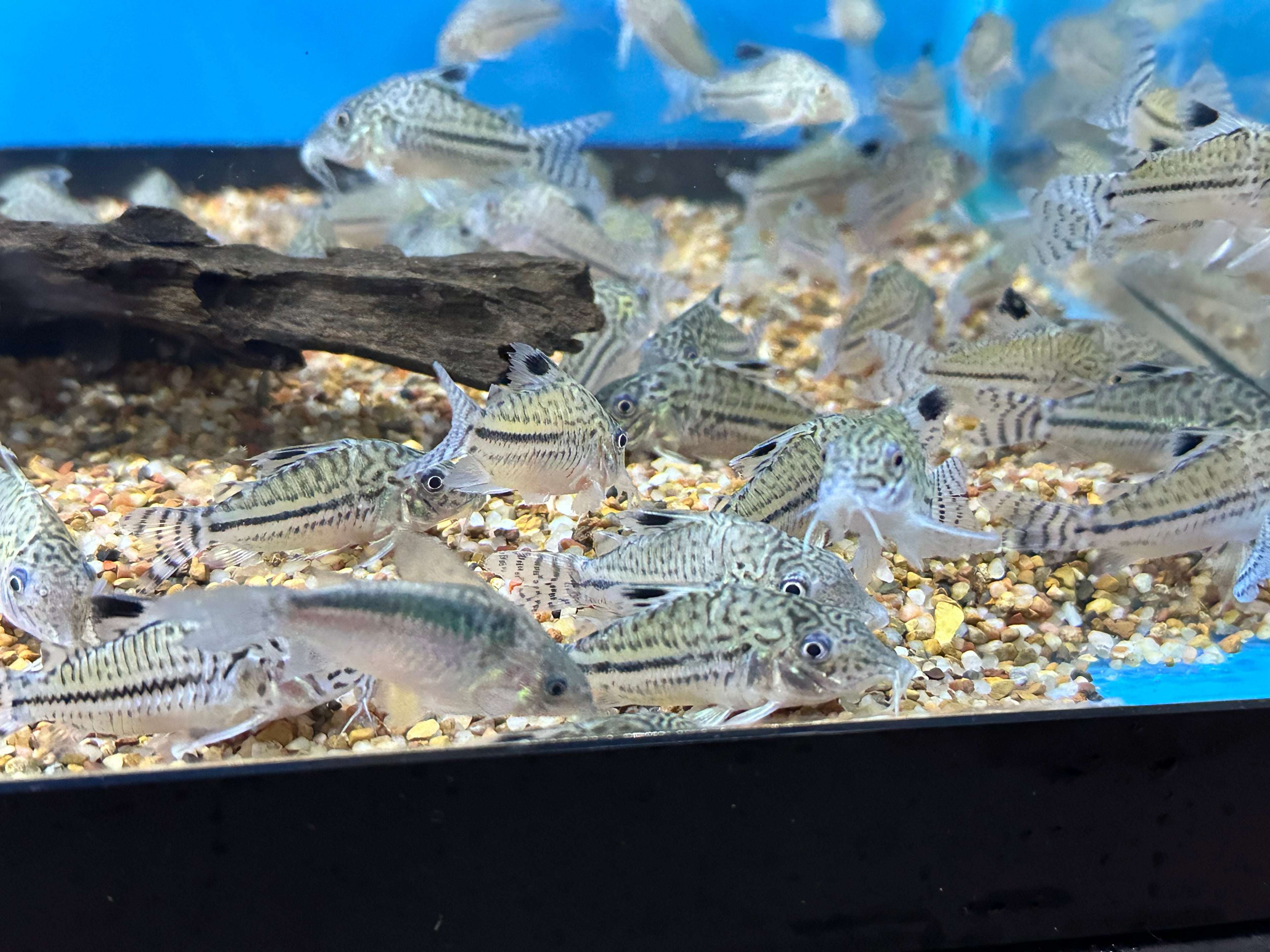 LARGE Julii Cory (1.5”+)