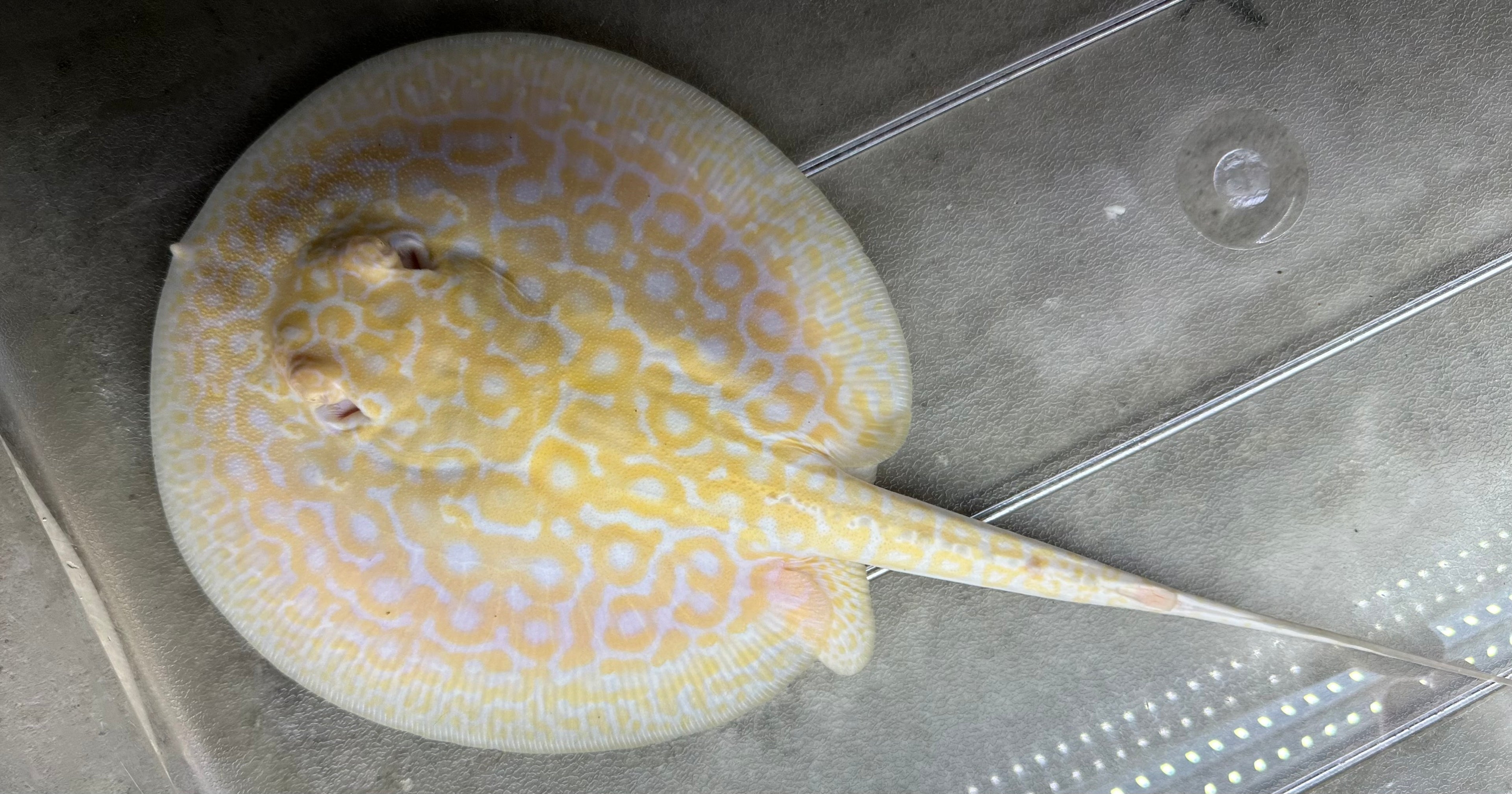 Albino “Red Lucy” Hybrid Stingray (Female 6.5”)