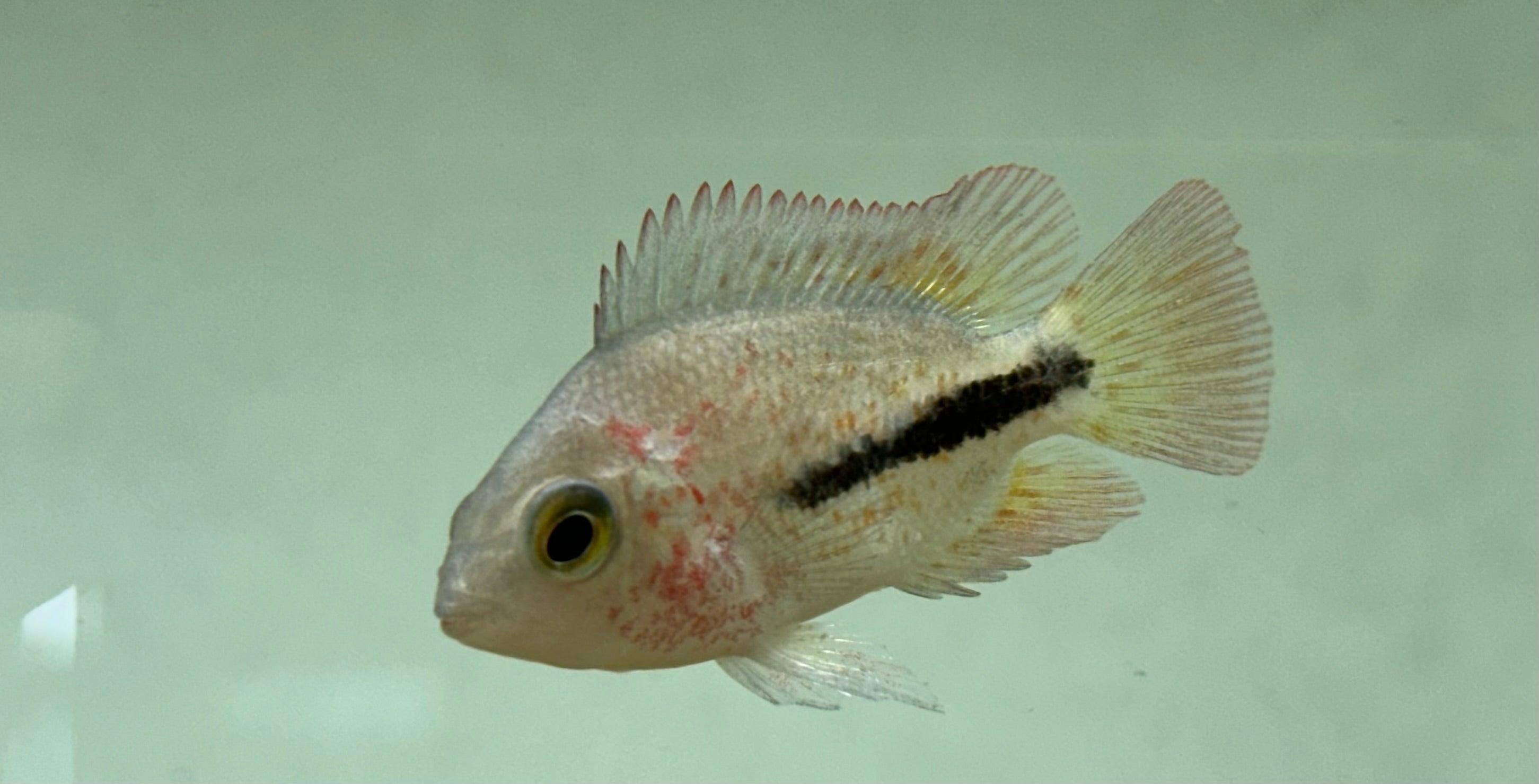 Bifasciatus Vieja Cichlid (1.5”)